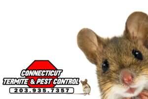 Connecticut Termite and Pest Control are experts at mouse extermination in Connecticut