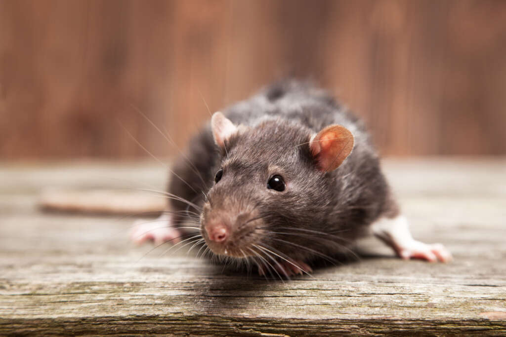 Rats carry numerous diseases in Connecticut.
