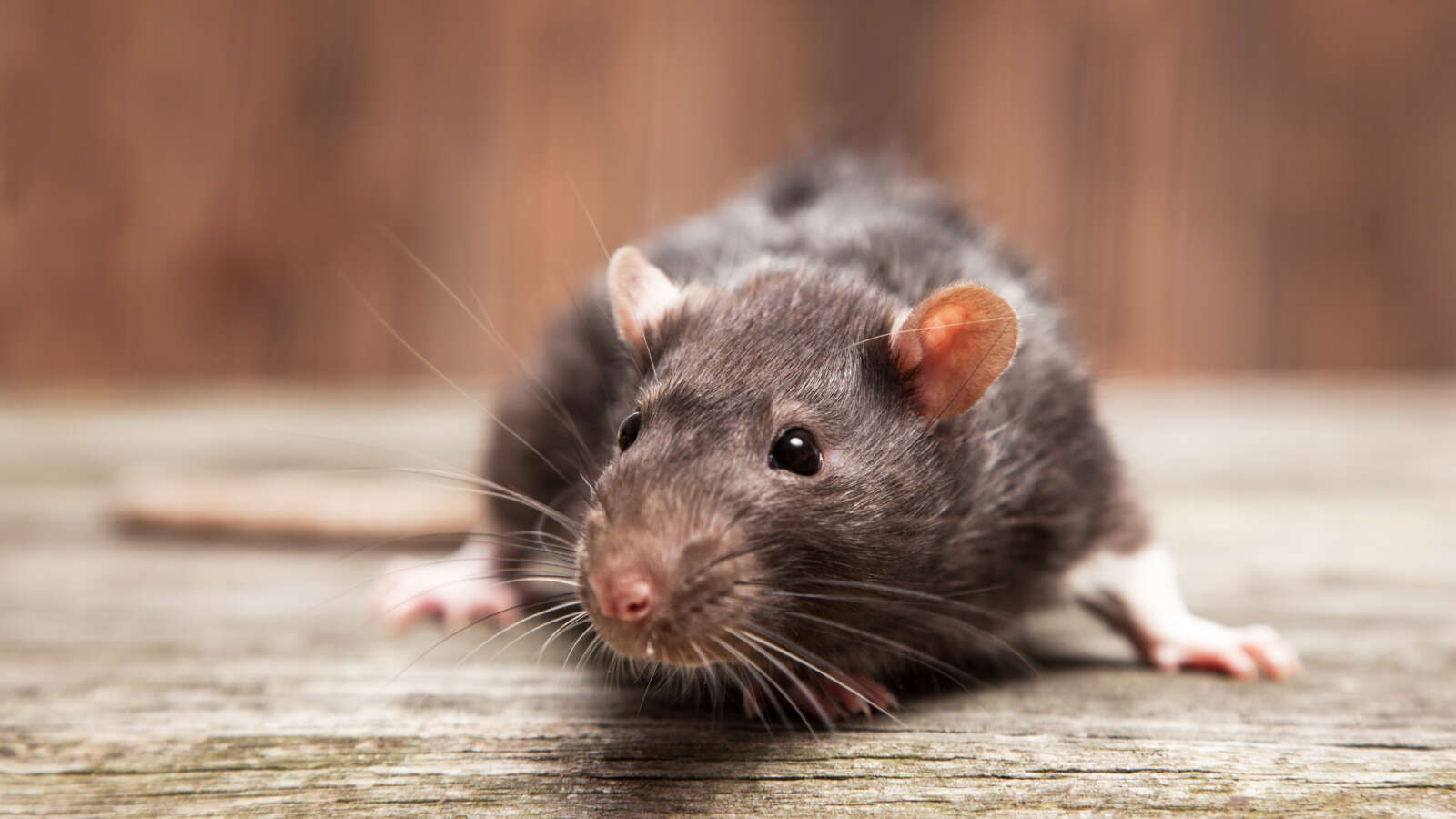Rats carry numerous diseases in Connecticut.