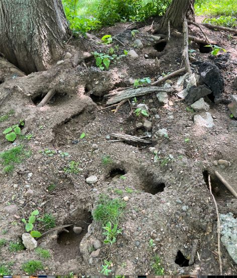 Connecticut Termite and Pest Control are experts at getting rid of rats.Just look at all these rat tunnels.
