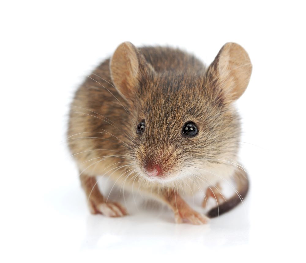 Connecticut Termite and Pest Control get rid of house mice. 