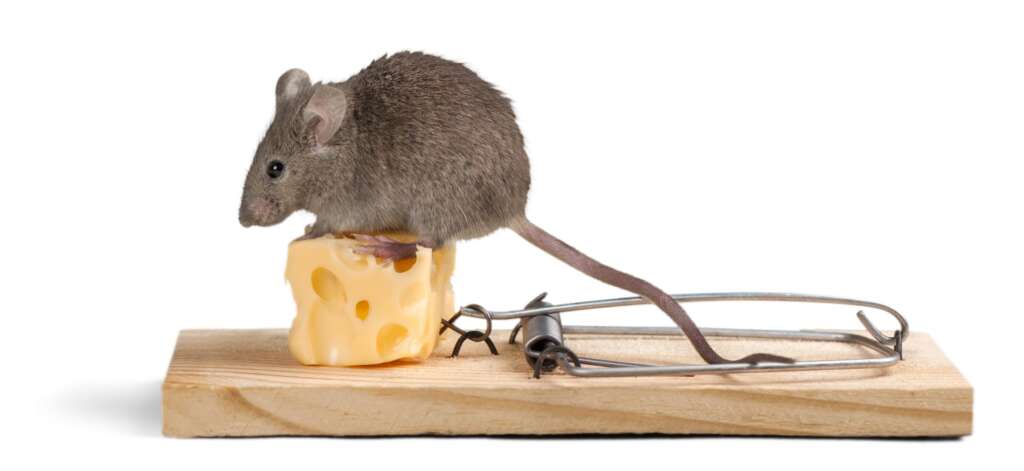 Connecticut Termite and Pest Control are experts at mouse extermination.