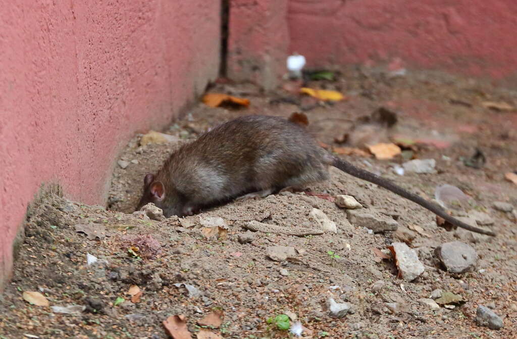 Gor a rat problem? call Connecticut Termite and Pest Control a call for a free pest inspection - (203) 935-7357