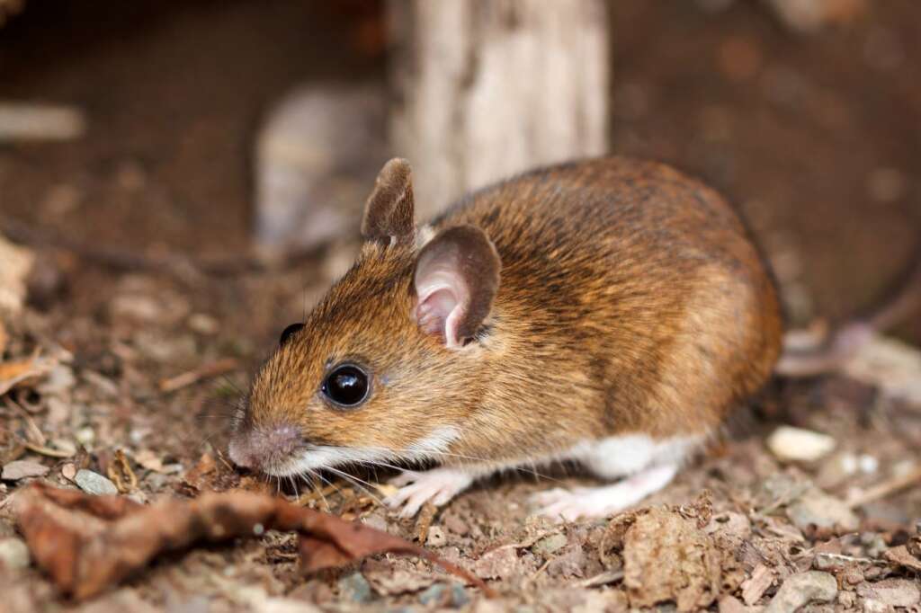 Connecticut Termite and Pest Control are experts at getting rid of mice.