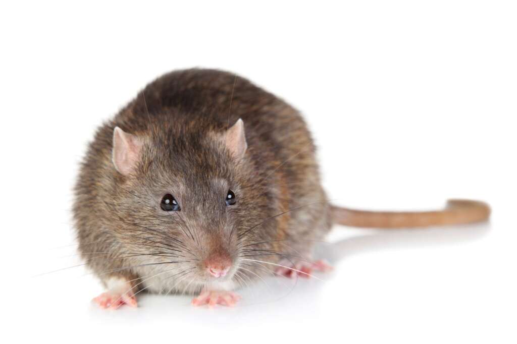 For rat extermination call Connecticut Termite and Pest Control (203) 935-7357.  We get rid of rats.