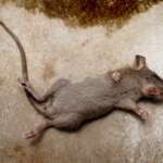 Rats as disease carriers!
