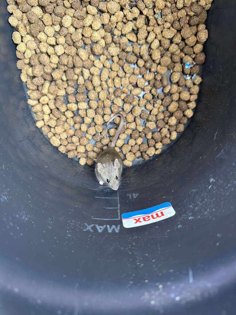 Mice love to eat dog food.
Connecticut Termite and Pest Control has over 18 years of experience in the pest control industry.

Call (203) 935-7357 for a free pest extermination quote in Connecticut.

We service pest control in Meriden, Wallingford, Cheshire, Southington, and all Central Connecticut for pest control, and rodent exclusion. We service residential, commercial, and rental properties.

Special landlord discounts available.

We accept cash, Cash App, Bitcoin, check, credit, and debit cards.

Fully Connecticut licensed.